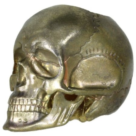 (image for) Anatomical Skull (Large) In Brass By Techno Silver